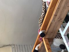 大堂-长颈鹿咖啡(大学路店)