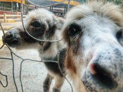 -清迈夜间动物园