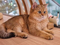 -飞行喵MR PILOT|猫舍·猫咖(静安大融城店)