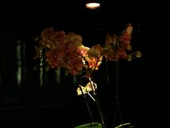 -上海璞麗酒店