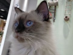 -藏猫猫咖啡主题馆(中央大道店)