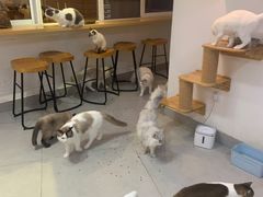 -Heymao猫咖.咖啡厅(东门店)