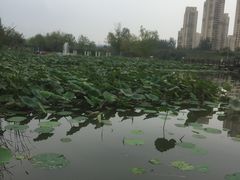 -前关湿地公园