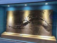 -陕西自然博物馆