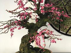 -香雪海