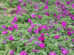 -松山湖梦幻百花洲