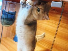 -猫十亿·布偶金渐层·曼基康矮脚猫舍(青年路店)