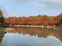 -上海海湾国家森林公园