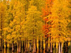 -白鹭湾湿地公园