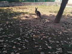 萌萌哒的袋鼠-西安秦岭野生动物园