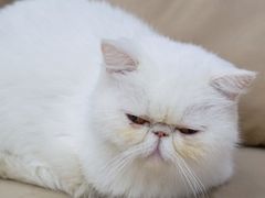 -怪兽屋·羊驼·猫咖·狗咖(俊华广场店)