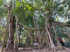-中国科学院西双版纳热带植物园