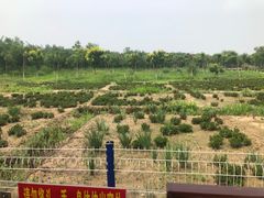 -西青郊野公园