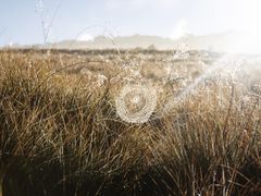 -霍顿平原国家公园