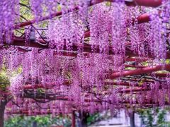 -嘉定紫藤园