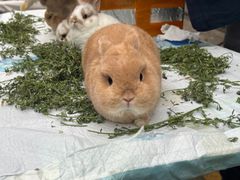 -中环花鸟鱼虫市场