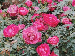 -人民公园(罗湖区)