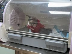 -中农大我爱我爱24h动物医院·中医针灸·猫专科·骨科医疗中心(双井店)