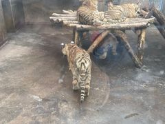 -西安秦岭野生动物园