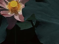 -高子水居