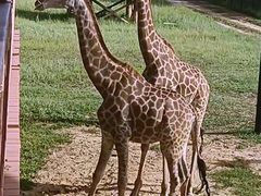 -鄂尔多斯野生动物园