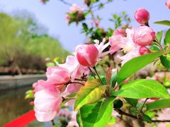 -海棠花溪(元大都城垣遗址公园)