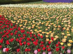 -上海鲜花港