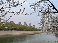 -桃花堤公园
