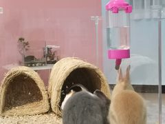 -喵宠乐园·撸猫互动·猫舍