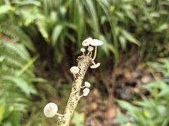 -青龙山国家森林公园