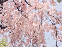 -西安青龙寺遗址景区