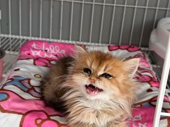 -翊宠yipet猫狗购宠庄园犬舍•猫舍