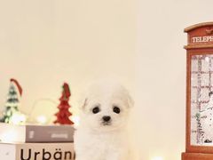 -萌宠之家·腊肠犬·马尔泰·小体犬舍