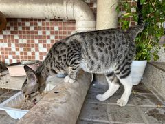 -瑞派宠物医院(搏威敦和院)