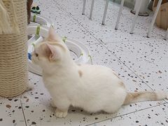 -Umiao与猫咖啡 猫咖