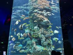 -芜湖新华联大白鲸海洋公园