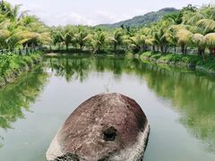 -兴隆隆苑咖啡庄园