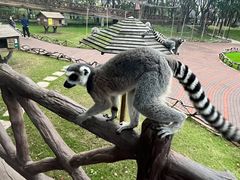 -上海野生动物园