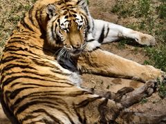 -西霞口神雕山野生动物世界