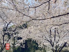 -苏州上方山国家森林公园