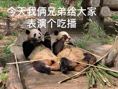 -都江堰中华大熊猫苑