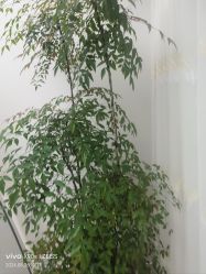 -HEYAN荷妍专业脱毛连锁机构