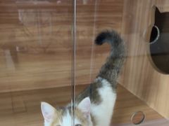 -喵百万·布偶·蓝金金渐层英短·猫舍(百子湾店)