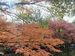 -秋霞圃