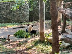 -都江堰中华大熊猫苑