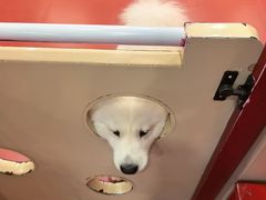 -和它·交个朋友·狗咖猫咖(爱琴海店)