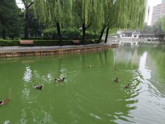 -团结湖公园