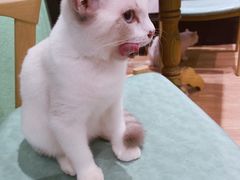 -猫色咖啡·猫咖