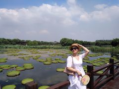 -荷塘月色湿地公园·向阳花洲