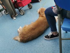 -北京赛佳动物医院